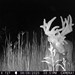 Hanke's Hunts Kansas Game Camera Photo