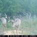 Hanke's Hunts Kansas Game Camera Photo