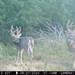Hanke's Hunts Kansas Game Camera Photo