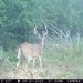 Hanke's Hunts Kansas Game Camera Photo